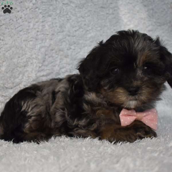 Riley, Forever Puppy